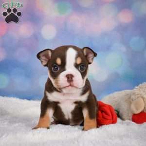 Claire, Miniature Bulldog Puppy